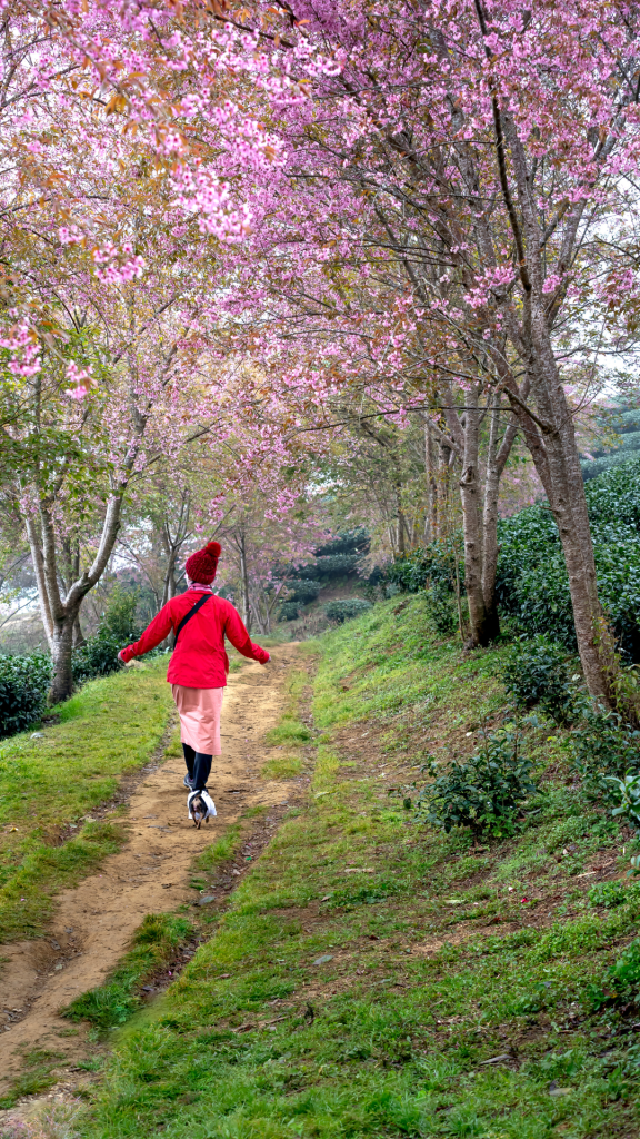 psychotherapie echirolles